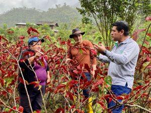 Emprendimiento familiar de begonia se fortalece con acompañamiento técnico en Tutupali