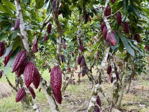 Productores apuestan por el abono orgánico BIOZACHIN en Yantzaza
