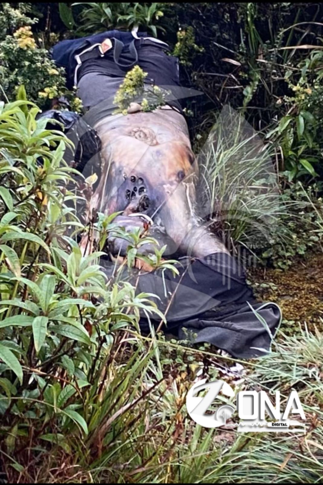 🚨 Hallazgo de cuerpo sin vida en la vía Loja–Zamora